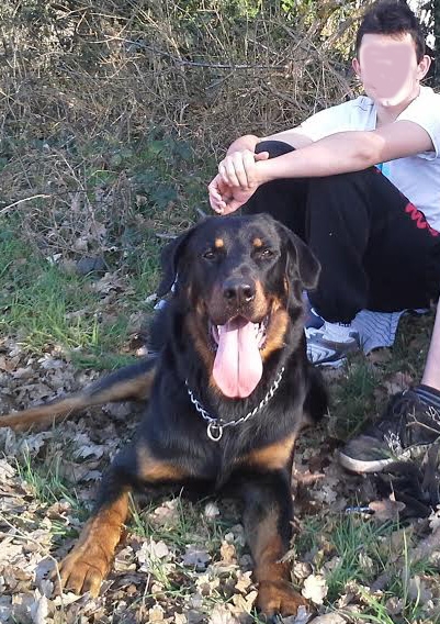 domainedelalicorne.fr Elevage de beauceron chiot beauceron pure race élevage du clos de la licorne elevage des gardiens de la licorne elevage beauceron noir et feu authentique gros gabarits élevage de Beauceron familial sérieux et qualité domainedelalicorne.fr suivi des chiots conseil d’éducation chiot propre bas rouge santé caractère spécialiste du beauceron noir et feu ou arlequin chien rustique berger de France  nos chiots sont élevés avec amour et attention notre passion au service de la qualité Beauceron de qualité et sportif domaine de la licorne 04380 BARRAS élevage en liberté éleveur berger de beauce élevage de beauceron de travail 